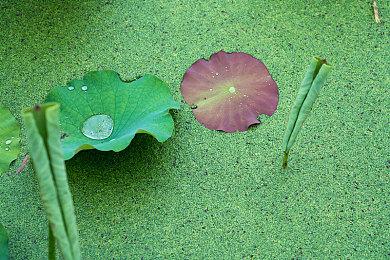 百万胖虎赞助《机动战队VS》首届线上1v1亚洲邀请赛开幕！